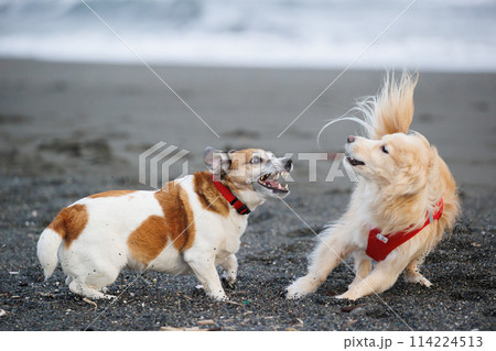 喧嘩をする犬 喧嘩をする犬 114224513