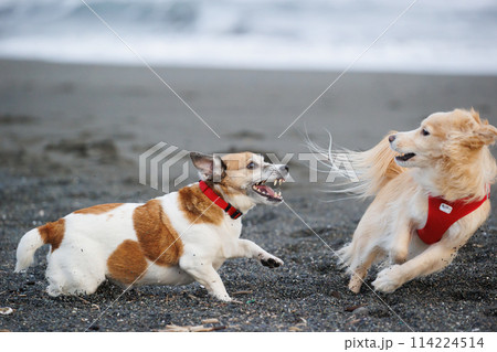 喧嘩をする犬 喧嘩をする犬 114224514