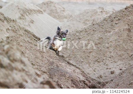 砂山を走り、遊ぶ犬 114224524