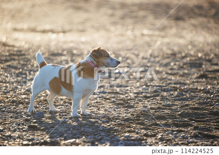 遠くを見つめるジャックラッセルテリアの犬 遠くを見つめるジャックラッセルテリアの犬 114224525