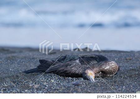 海岸で死んでいた鳥 114224534