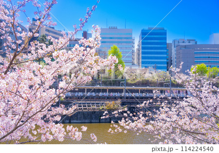 外濠公園の桜並木 東京・市ヶ谷-飯田橋 114224540