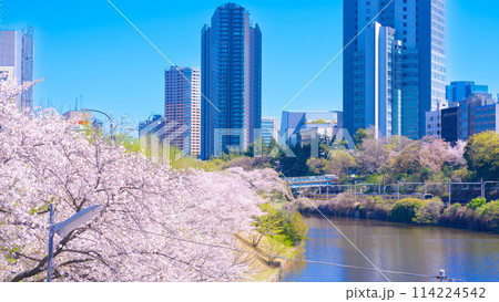 外濠公園の桜並木 東京・市ヶ谷-飯田橋 外濠公園の桜並木 東京・市ヶ谷-飯田橋 114224542
