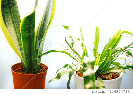 室内インテリア（明るい観葉植物） 114224737
