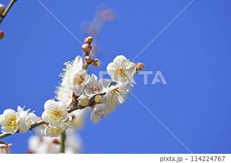 梅の花 梅の花 114224767