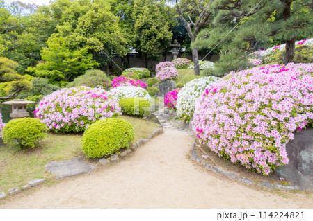 春の神戸市・相楽園の日本庭園の満開のツツジ 春の神戸市・相楽園の日本庭園の満開のツツジ 114224821