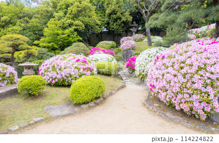 春の神戸市・相楽園の日本庭園の満開のツツジ 春の神戸市・相楽園の日本庭園の満開のツツジ 114224822