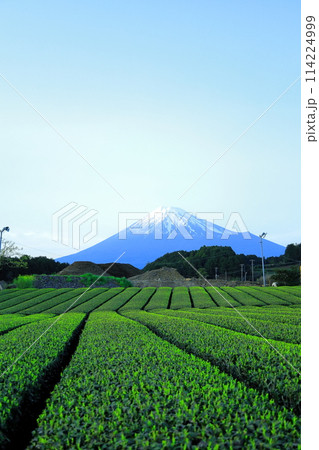 茶畑と富士山／静岡県富士市 114224999