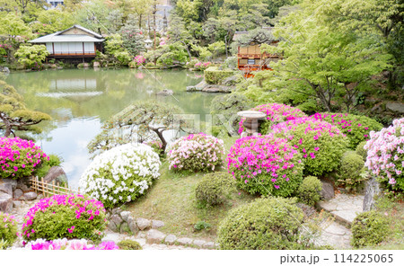 春の神戸市・相楽園の日本庭園の船屋型と茶室浣心亭とツツジ 114225065