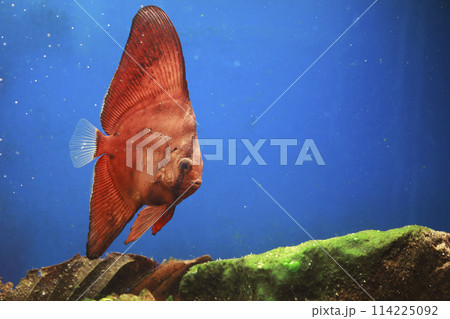 ナンヨウツバメウオ ツバメウオ 枯れ葉 擬態 マンジュウダイ レプトケファルス orbic fish ナンヨウツバメウオ ツバメウオ 枯れ葉 擬態 マンジュウダイ レプトケファルス orbic fish 114225092