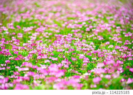 レンゲ畑 @mar_lapin レンゲ畑 @mar_lapin 114225185