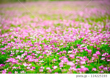 レンゲ畑　@mar_lapin 114225193