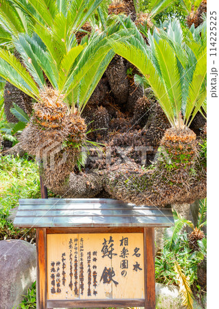 神戸相楽園のソテツ園 114225225