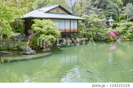 春の神戸市・相楽園の日本庭園の茶室浣心亭とツツジ 114225228