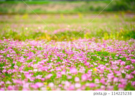 レンゲ畑 @mar_lapin レンゲ畑 @mar_lapin 114225238