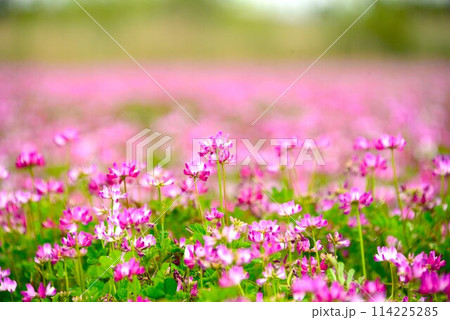 レンゲ畑　@mar_lapin 114225285