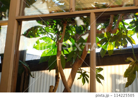 昭和レトロな家の木製の窓 昭和レトロな家の木製の窓 114225505