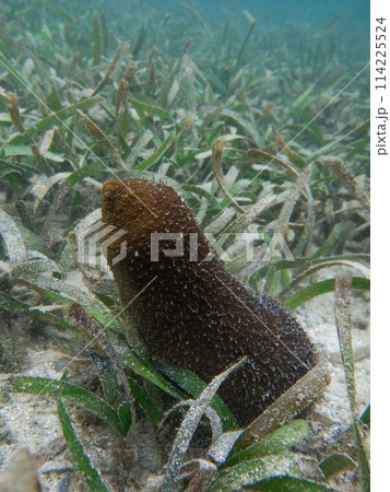 トゲクリイロナマコ(Actinopyga echinites)の産卵 トゲクリイロナマコ(Actinopyga echinites)の産卵 114225524