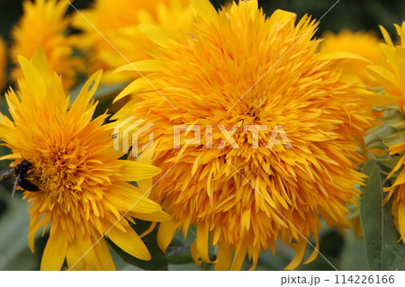 ダイナミックな花が印象的な向日葵ー九 114226166