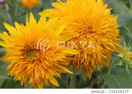 ダイナミックな花が印象的な向日葵ー五 ダイナミックな花が印象的な向日葵ー五 114226177