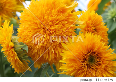 ダイナミックな花が印象的な向日葵ー四 114226179