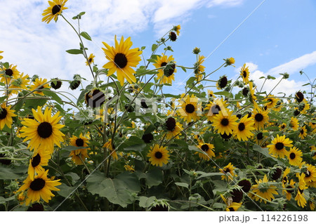 青空との相性が良い向日葵の花ー弐 青空との相性が良い向日葵の花ー弐 114226198