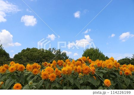 青空との相性が良い向日葵の花ー壱 青空との相性が良い向日葵の花ー壱 114226199