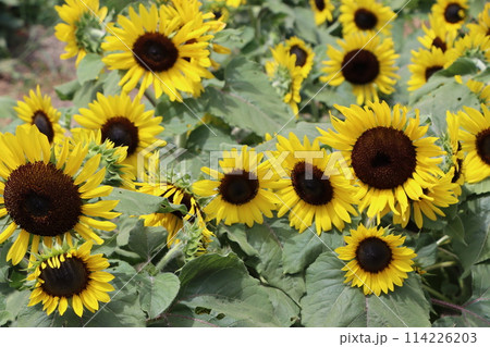 燃えるような向日葵の花は夏の代名詞ー弐 燃えるような向日葵の花は夏の代名詞ー弐 114226203