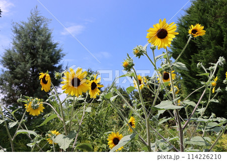 青空に映える大輪のヒマワリの花ー四 青空に映える大輪のヒマワリの花ー四 114226210
