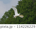 白鷺の飛ぶ姿 114226229