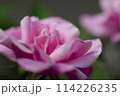 ピンク色の薔薇の花が咲いています 114226235