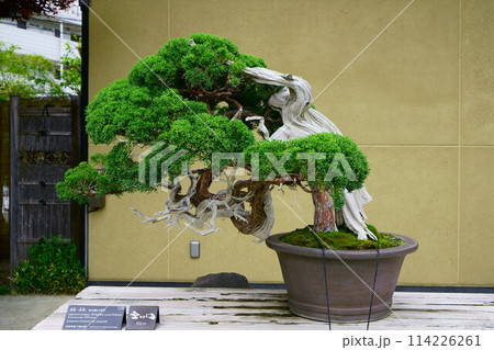 6744 盆栽 真柏 「北斎」の写真素材 [114226261] - PIXTA