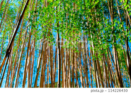 生き残ったタケノコ② 114226430