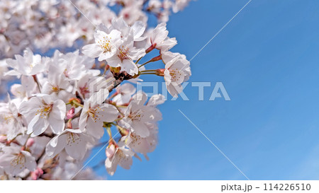 満開の桜と青空【テキストスペースあり】 満開の桜と青空【テキストスペースあり】 114226510