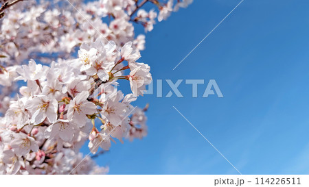 満開の桜と青空【テキストスペースあり】 114226511