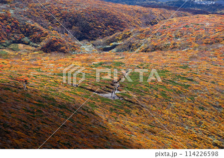 秋の栗駒山から見る紅葉の山肌 秋の栗駒山から見る紅葉の山肌 114226598