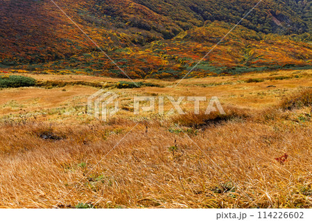 秋の栗駒山から見る紅葉の山肌 秋の栗駒山から見る紅葉の山肌 114226602