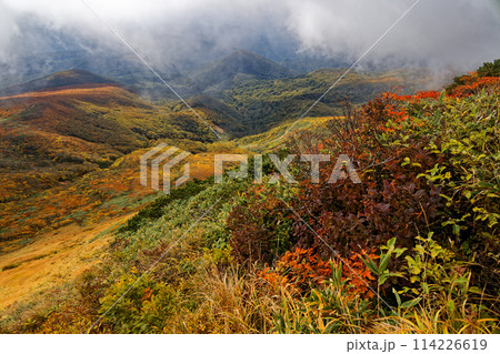 秋の栗駒山から見る紅葉の山肌 114226619