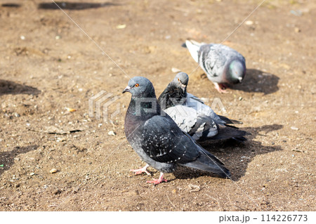 A group of pigeons perched on the ground in a natural setting A group of pigeons perched on the ground in a natural setting 114226773