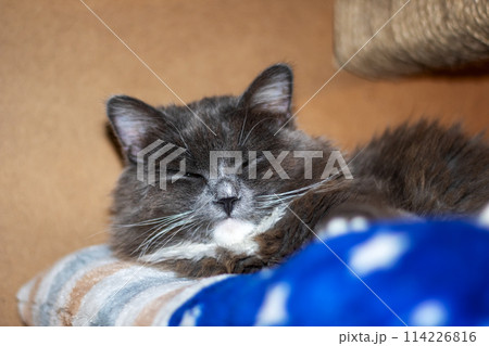 Closeup of a Felidae cat sleeping peacefully with closed eyes and grey fur Closeup of a Felidae cat sleeping peacefully with closed eyes and grey fur 114226816