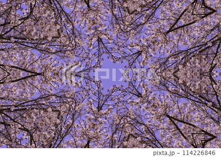 桜の花の万華鏡 114226846