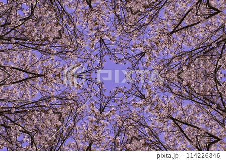桜の花の万華鏡 桜の花の万華鏡 114226846