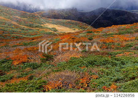 紅葉の栗駒山の風景 114226956