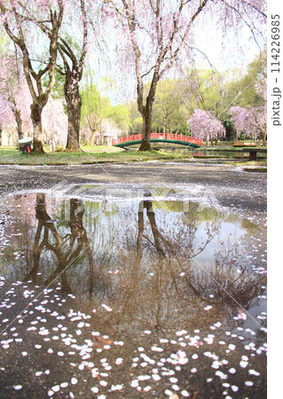 湯沢中央公園・桜 湯沢中央公園・桜 114226985