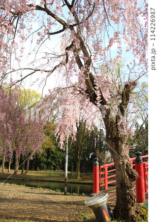湯沢中央公園・桜 湯沢中央公園・桜 114226987