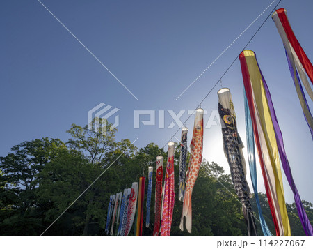 朝の鯉のぼり 114227067