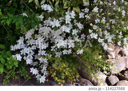 春咲く花_白ツツジ 114227088