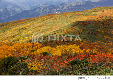 栗駒山・天馬尾根の紅葉 栗駒山・天馬尾根の紅葉 114227106