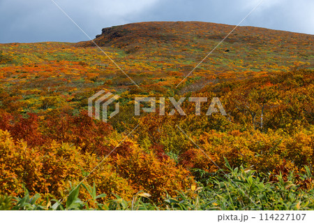 栗駒山・天馬尾根の紅葉 114227107