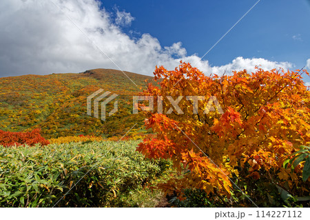 栗駒山・天馬尾根の紅葉 114227112